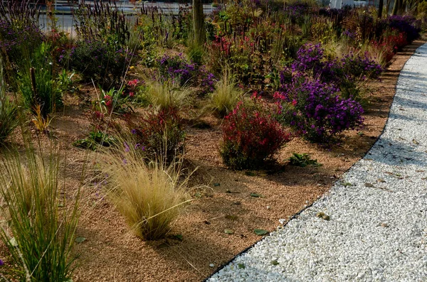 Квітучі Айстри Клумбі Утворюють Монокультуру Килим Квітів Позаду Вищої Трави — стокове фото