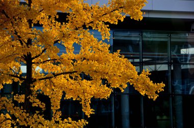 Süslü otları olan çiçek yatakları sonbahardan kışa kadar çekicidir ve kuru çiçekler ve yapraklar sayesinde. Sinek yakalayıcılar ve kırmızı yapraklarla birleşince bitkilerim çarpıcı bir kontrast oluşturuyor.