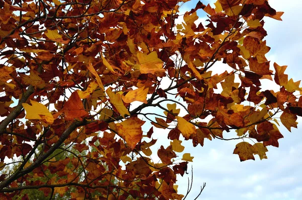 commonly called tulip tree or yellow poplar, is a large, stately, deciduous tree of eastern North America,  pyramidal to broad conical habit