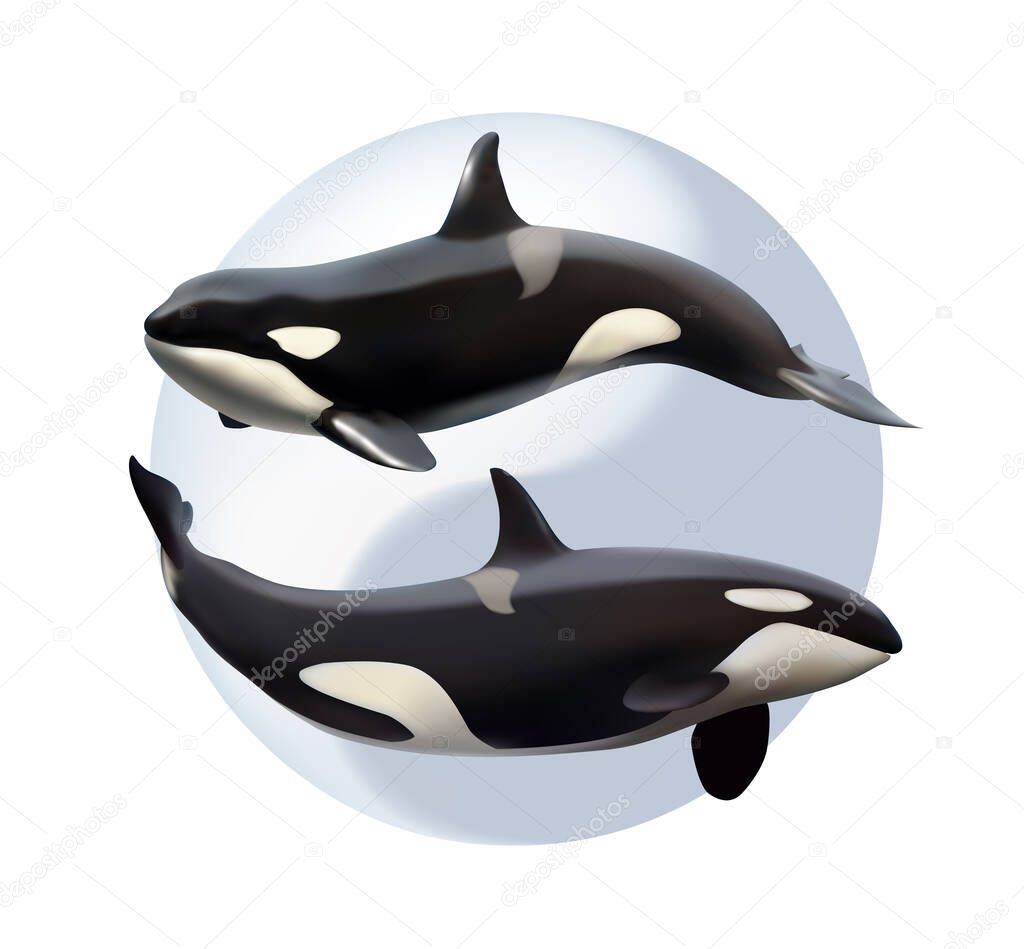 Dos orcas en el fondo del símbolo del yin y el yang. Ilustración 2023