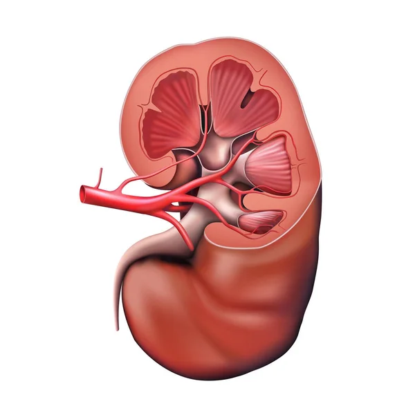 Mänsklig Njure Ett Snitt Vit Bakgrund Illustration — Stockfoto