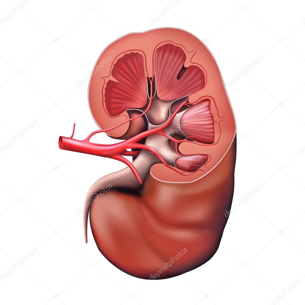 Human kidney in a cut on a white background. 3D illustration