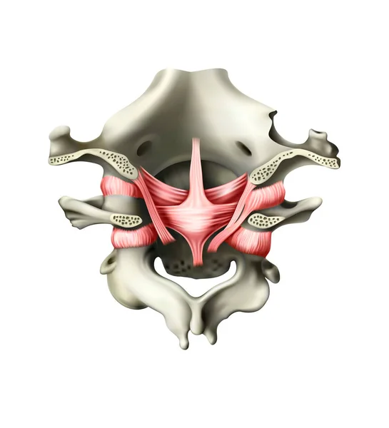 Muskulatur Mit Gelenken Der Halswirbel Und Des Hinterhauptsknochens Illustration — Stockfoto