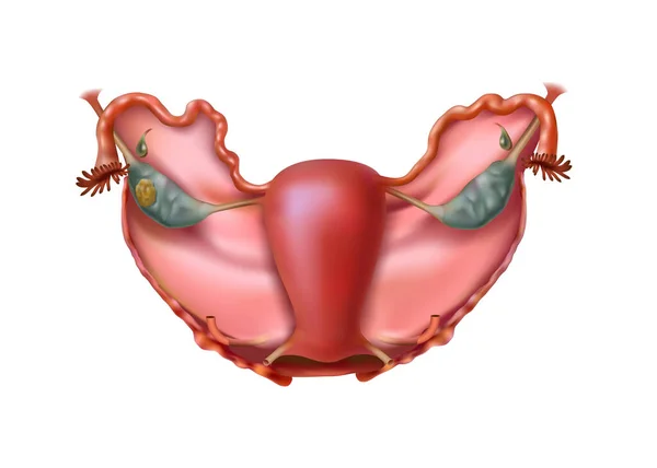 Menschliche Anatomie Gebärmutter Und Eierstöcke Auf Weißem Hintergrund Illustration — Stockfoto