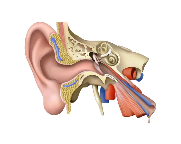 Human Anatomy Structural Diagram Ear White Background Vector Illustration — Stock Vector