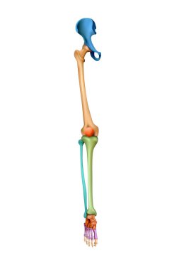 İnsan anatomisi. Beyaz bir arka plandaki bacak iskeleti. 3B illüstrasyon
