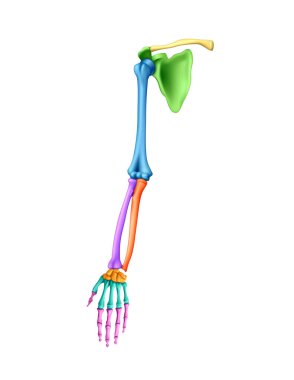 İnsan anatomisi. Beyaz bir arka planda el iskeleti. 3B illüstrasyon