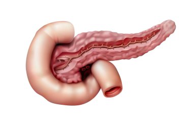 İnsan anatomisi. Beyaz arka planda pankreas. 3B illüstrasyon