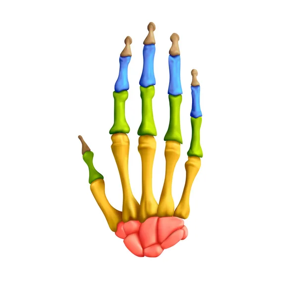 Anatomia Humana Estrutura Dos Ossos Mão Sobre Fundo Branco Ilustração — Fotografia de Stock