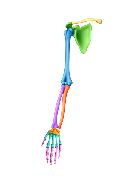 Menschliche Anatomie Das Skelett Der Hand Auf Weißem Hintergrund Illustration — Stockfoto