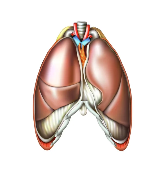 Human anatomy. The structure of the lungs on a white background. 3D illustration