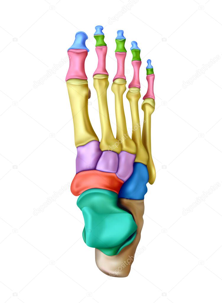 Human anatomy. The structure of the bones of the foot on a white background. 3D illustration