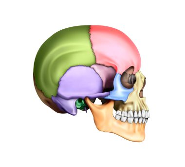 İnsan anatomisi. Kafatasının beyaz arkaplandaki çok renkli bölümlerinin diyagramı. 3B illüstrasyon