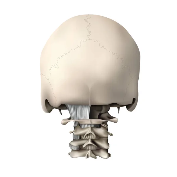Anatomia Humana Conexões Atlanto Occipital Atlanto Axial Visão Traseira Ilustração — Fotografia de Stock