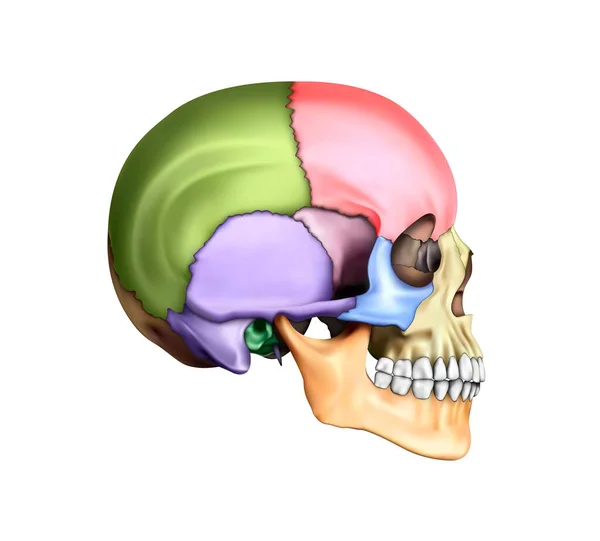 人体解剖学 在白色背景上的彩色部分的颅骨图解 3D插图 — 图库照片#