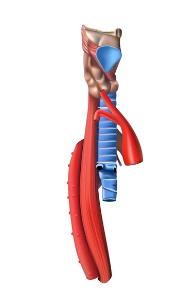 人体解剖学 食管图 白色背景上的侧视 3D插图 — 图库照片