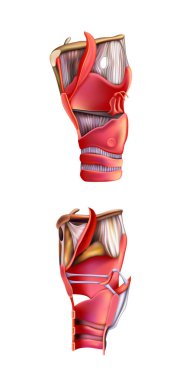 İnsan anatomisi. Beyaz arka planda gırtlak kıkırdağının bağları. Vektör 3 boyutlu illüstrasyon