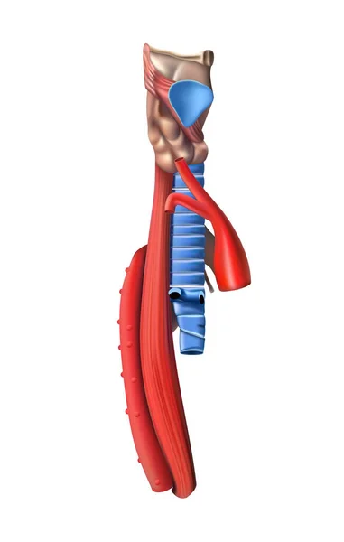 Anatomia Humana Diagrama Esôfago Vista Lateral Sobre Fundo Branco Ilustração —  Vetores de Stock