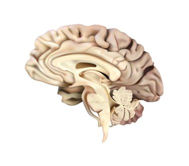 İnsan anatomisi. İnsan beyninin bölgesel diyagramı. Sağ lob. 3B illüstrasyon