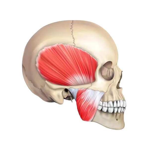 人体解剖学 人类头骨上的下颚肌肉系统3D插图 — 图库照片#