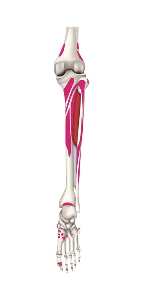 人体解剖学 小腿后部肌肉的发生部位和附着部位 矢量3D插图 — 图库矢量图片