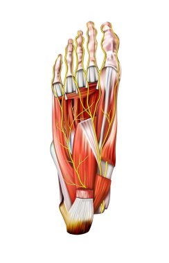 İnsan anatomisi. Beyaz bir arka planda, sağ ayağın tabanının sinirleri. Vektör 3 boyutlu illüstrasyon