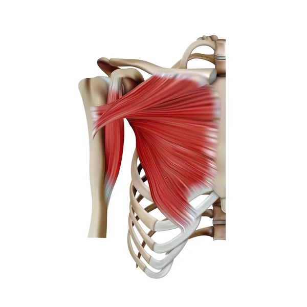Structure Des Muscles Pectoraux Tronc Humain Sur Fond Blanc Illustration — Photo