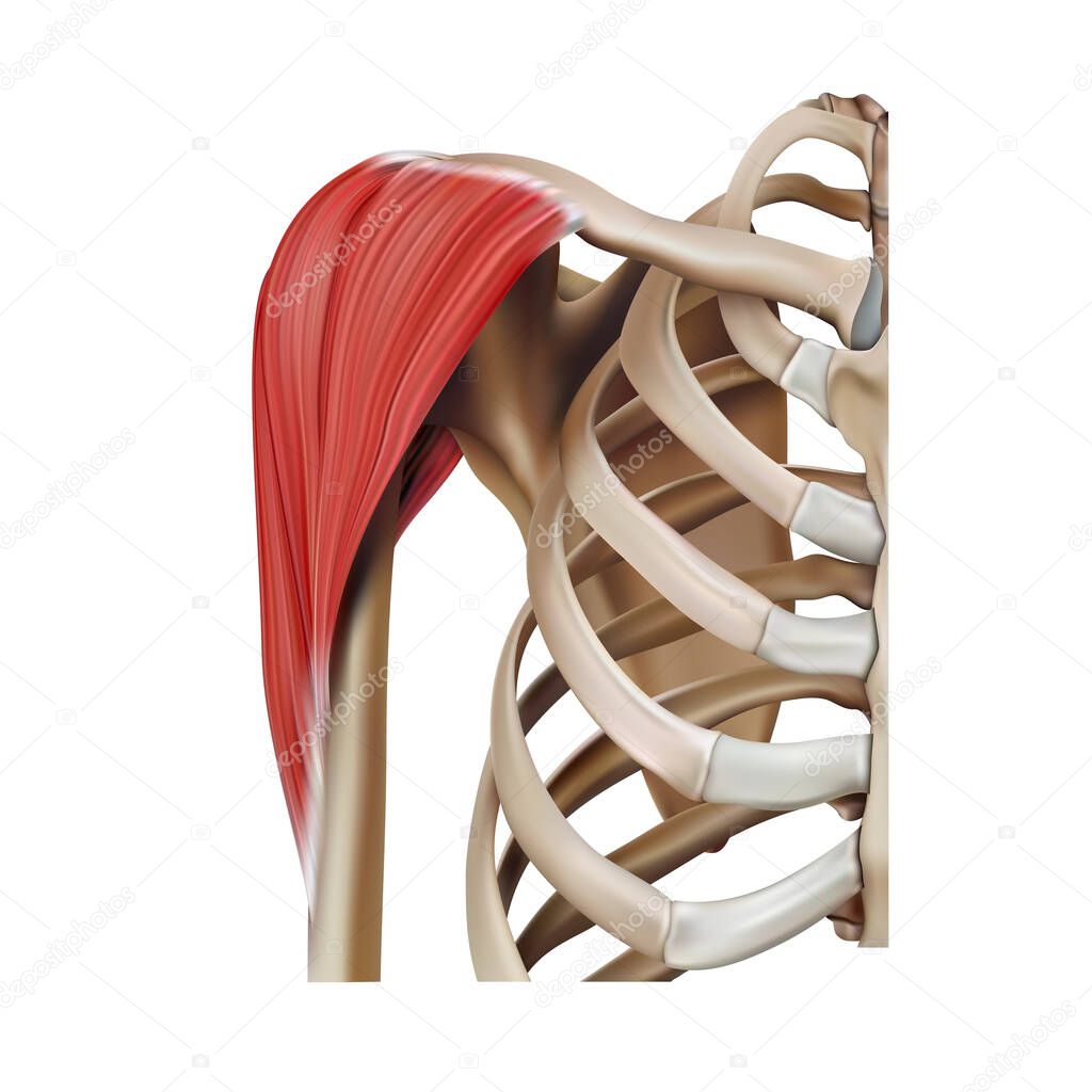The location and structure of the muscles of the human shoulder on a white background. 3D illustration