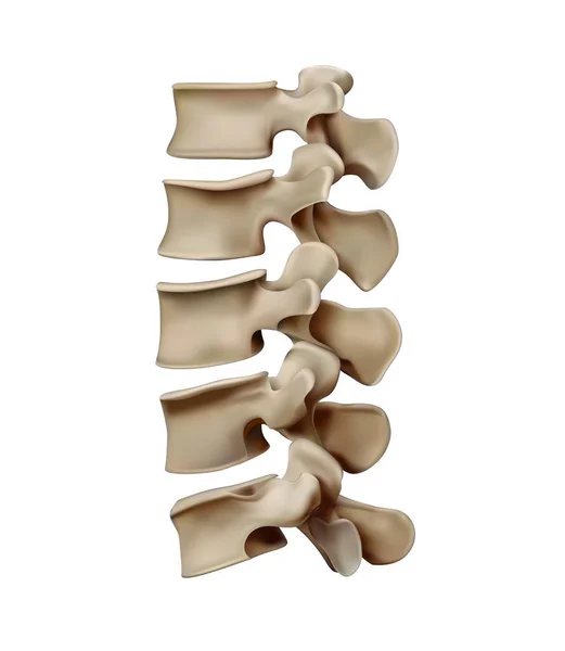 人类脊柱的解剖和结构 椎间盘 3D插图 — 图库照片