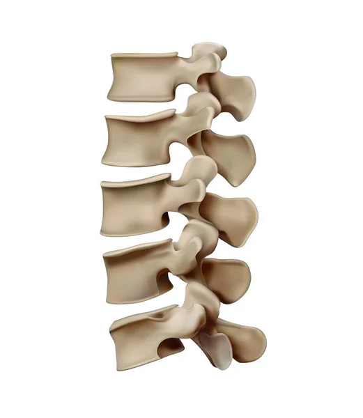 Anatomía Estructura Columna Vertebral Humana Discos Vertebrales Ilustración —  Fotos de Stock