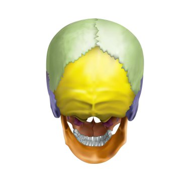 The occipital part of the human skull on a white background. Vector 3D illustration