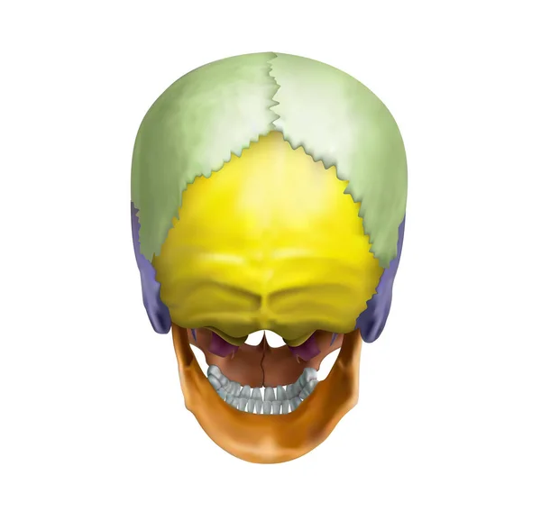 Occipital Part Human Skull White Background Vector Illustration — стоковое фото
