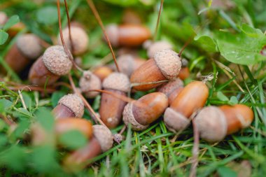 Çimlerden düşen bir mısır.