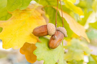 Sonbaharda olgun meşe palamudu tutmak