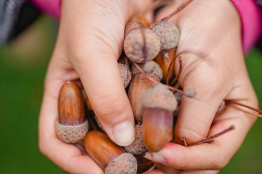 Sonbaharda olgun meşe palamudu tutmak