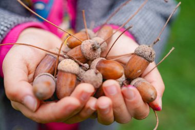 Çimlerden düşen bir mısır.