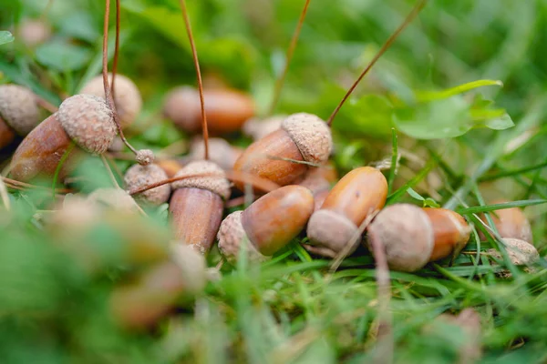 Hålla Mogna Ekollon Hösten — Stockfoto