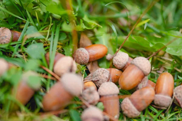 Acorn Die Van Het Gras Valt — Stockfoto