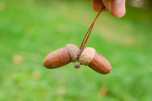 Segurando Bolotas Maduras Outono — Fotografia de Stock