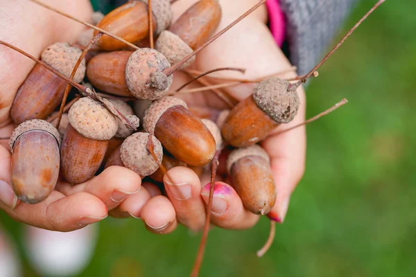 Holding Ripe Acorns Autumn — Stock Photo, Image