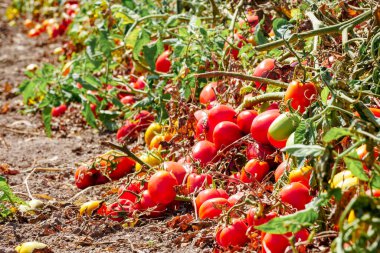 Tarımsal bir tarlada olgun domates hasadı.
