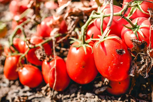 畑で熟したトマトを収穫する — ストック写真