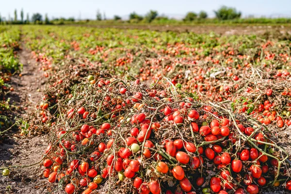 Colheita Tomates Maduros Num Campo Agrícola — Fotografia de Stock