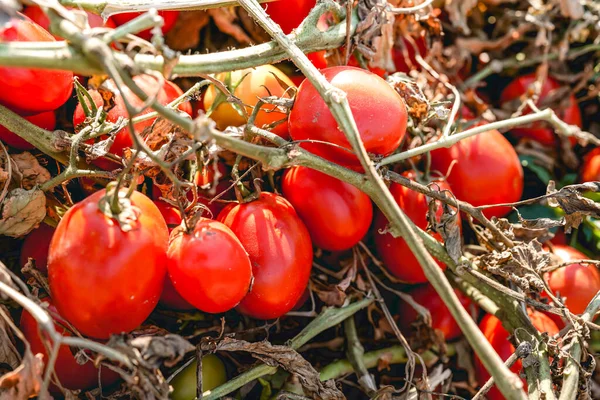 Harvesting Ripe Tomatoes Agricultural Field — Stock Photo, Image
