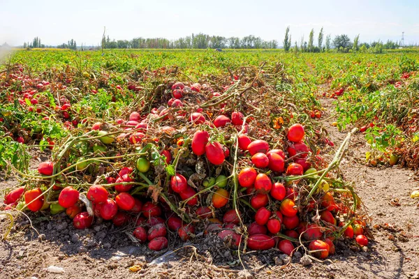 stock image Harvesting ripe tomatoes in an agricultural field