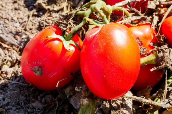畑で熟したトマトを収穫する — ストック写真