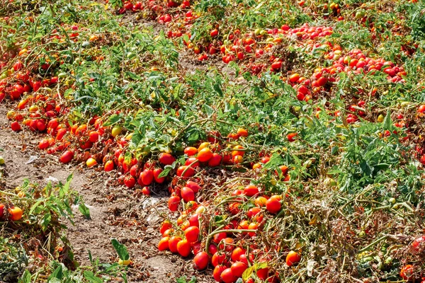 Cosechar Tomates Maduros Campo Agrícola —  Fotos de Stock