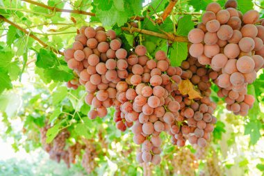 Üzüm bağından olgun kırmızı üzümler