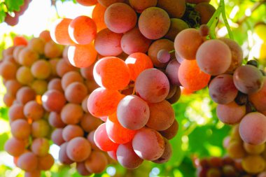 Üzüm bağından olgun kırmızı üzümler