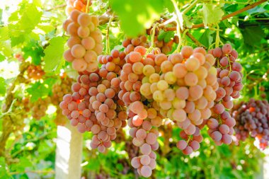 Üzüm bağından olgun kırmızı üzümler